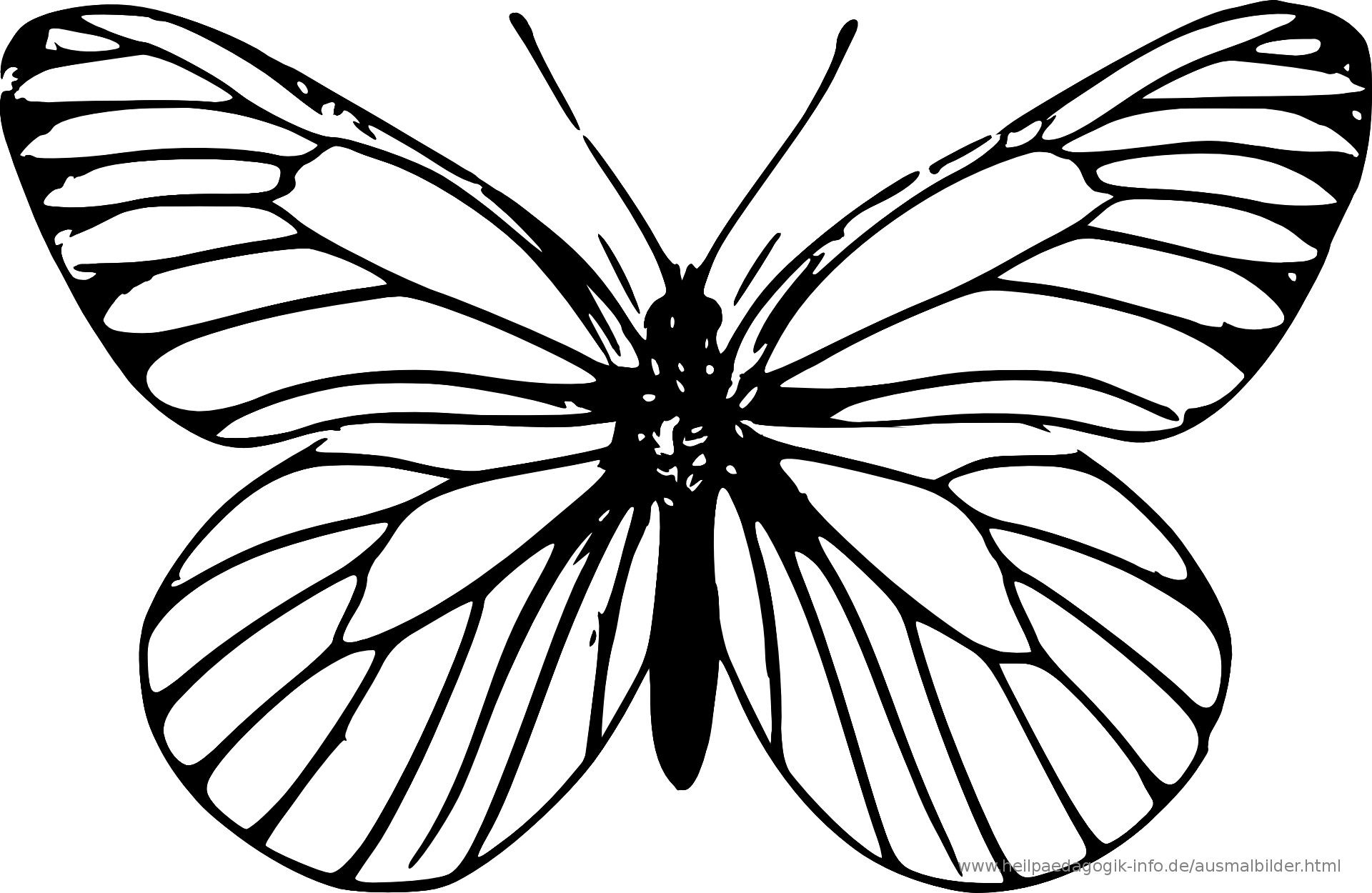 Die Besten Von Ausmalbilder Schmetterling Kostenlos ganzes Malvorlage Schmetterling Kostenlos
