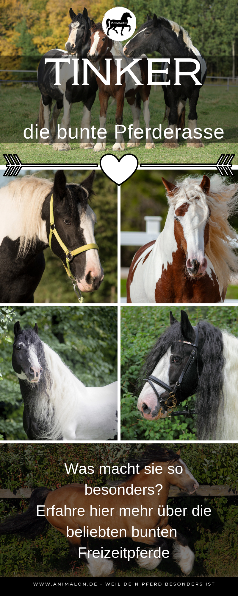Die Bunte Pferderasse Tinker (Mit Bildern) | Pferde Rassen bestimmt für Pferderassen Von A Bis Z Mit Bildern