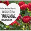 Die Rose Sprach Zum Mägdelein – Wilhelm Busch | Gedichte mit Wilhelm Busch Geburtstag Gedicht