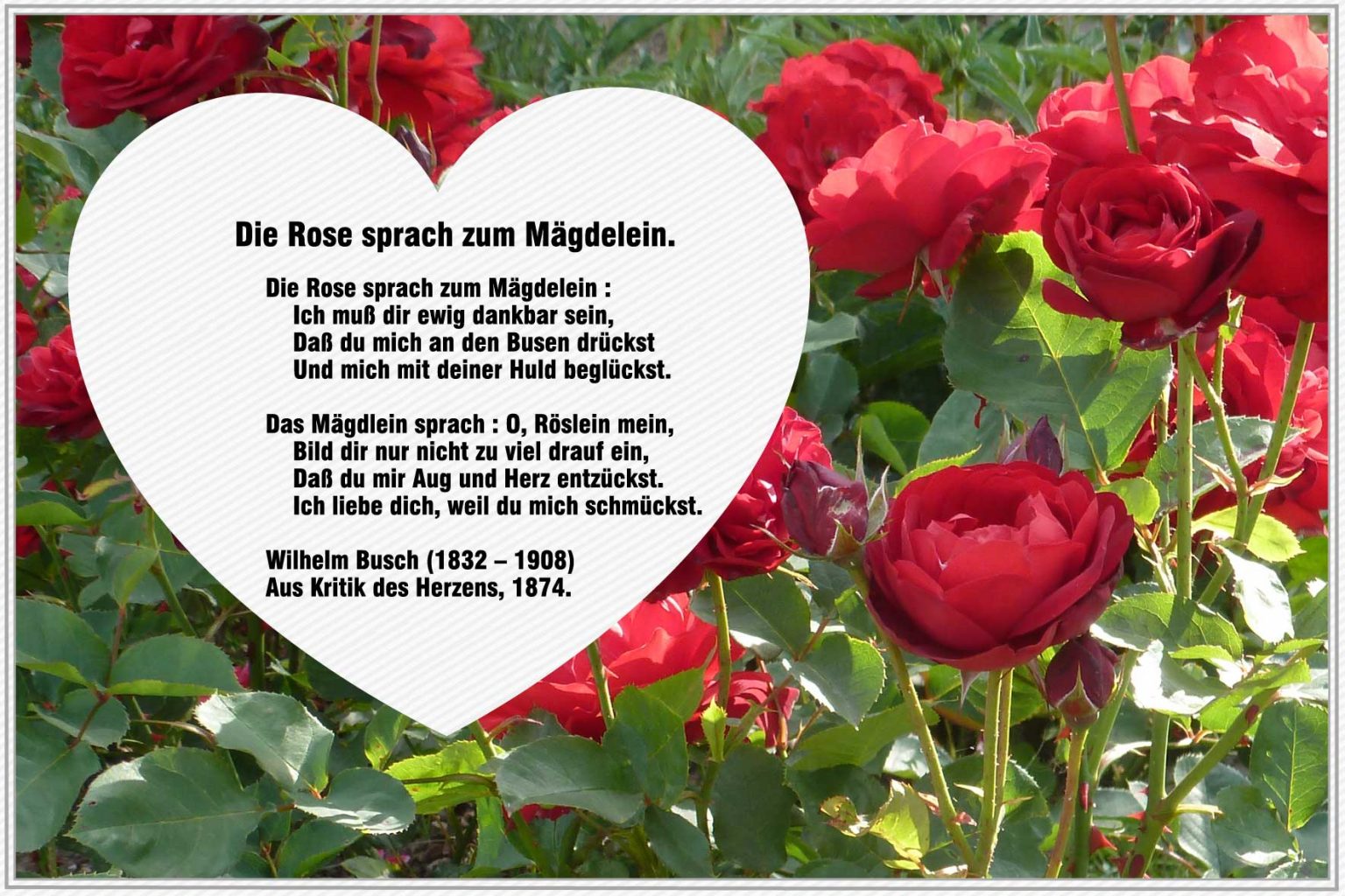 Die Rose Sprach Zum Mägdelein – Wilhelm Busch  Gedichte mit Wilhelm Busch Geburtstag Gedicht 