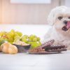 Diese Lebensmittel Sind Für Hunde Giftig | Partner Hund ganzes Was Passiert Wenn Hunde Alkohol Trinken