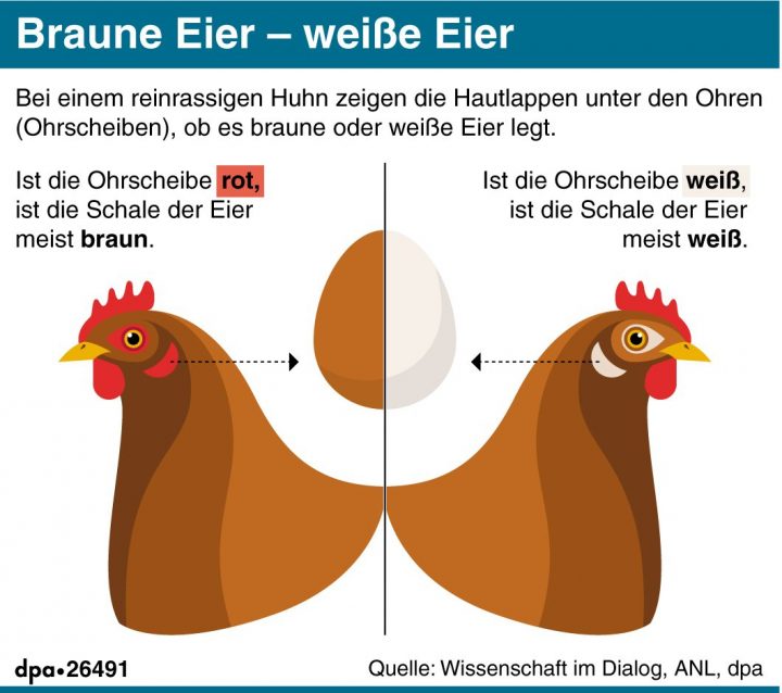 Dpa Sur Twitter : &quot;kann Ich Einem Huhn Eigentlich Ansehen bestimmt für Warum Gibt Es Braune Und Weiße Hühnereier