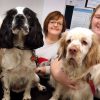 Drei Hunde Trinken Eierlikör Und Kommen Ins Krankenhaus verwandt mit Was Passiert Wenn Hunde Alkohol Trinken