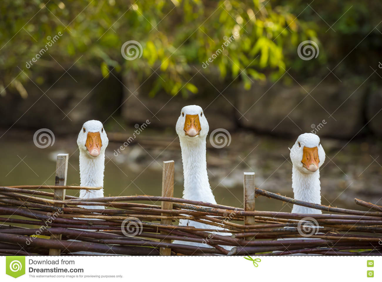 Drei Lustige Weiße Gänse Stockfoto. Bild Von Starring - 78213272 für Gänse Bilder Kostenlos