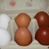 Dunkelbraune Hühnereier | Hühner Halten innen Warum Gibt Es Weiße Und Braune Eier