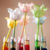 Durstige Blumen - Blumen Färben Mit Lebensmittelfarben (Ein verwandt mit Experimente Mit Kindern Wasser