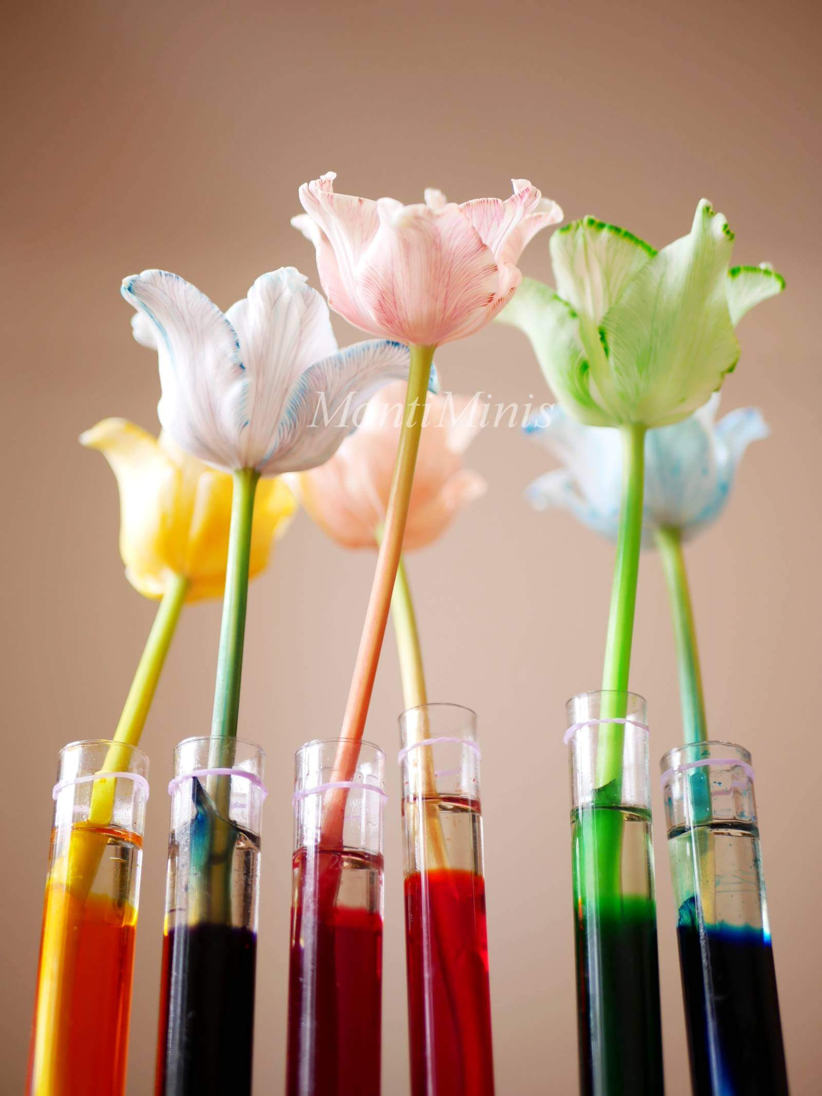 Durstige Blumen - Blumen Färben Mit Lebensmittelfarben (Ein verwandt mit Experimente Mit Kindern Wasser