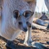 ▷ Kängurus - Die Beliebtesten Tiere In Down Under für Haben Männliche Kängurus Einen Beutel