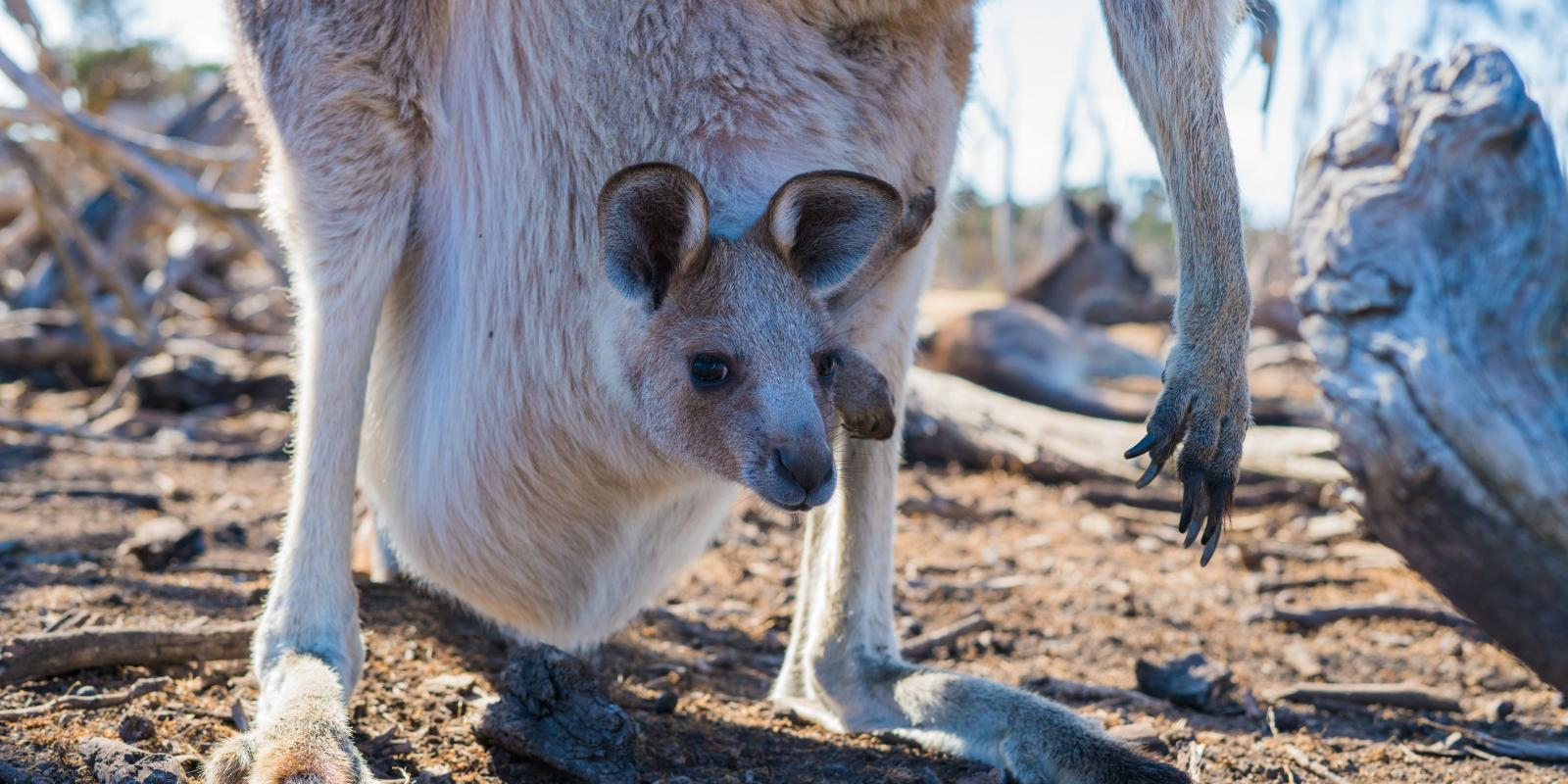 ▷ Kängurus - Die Beliebtesten Tiere In Down Under für Haben Männliche Kängurus Einen Beutel