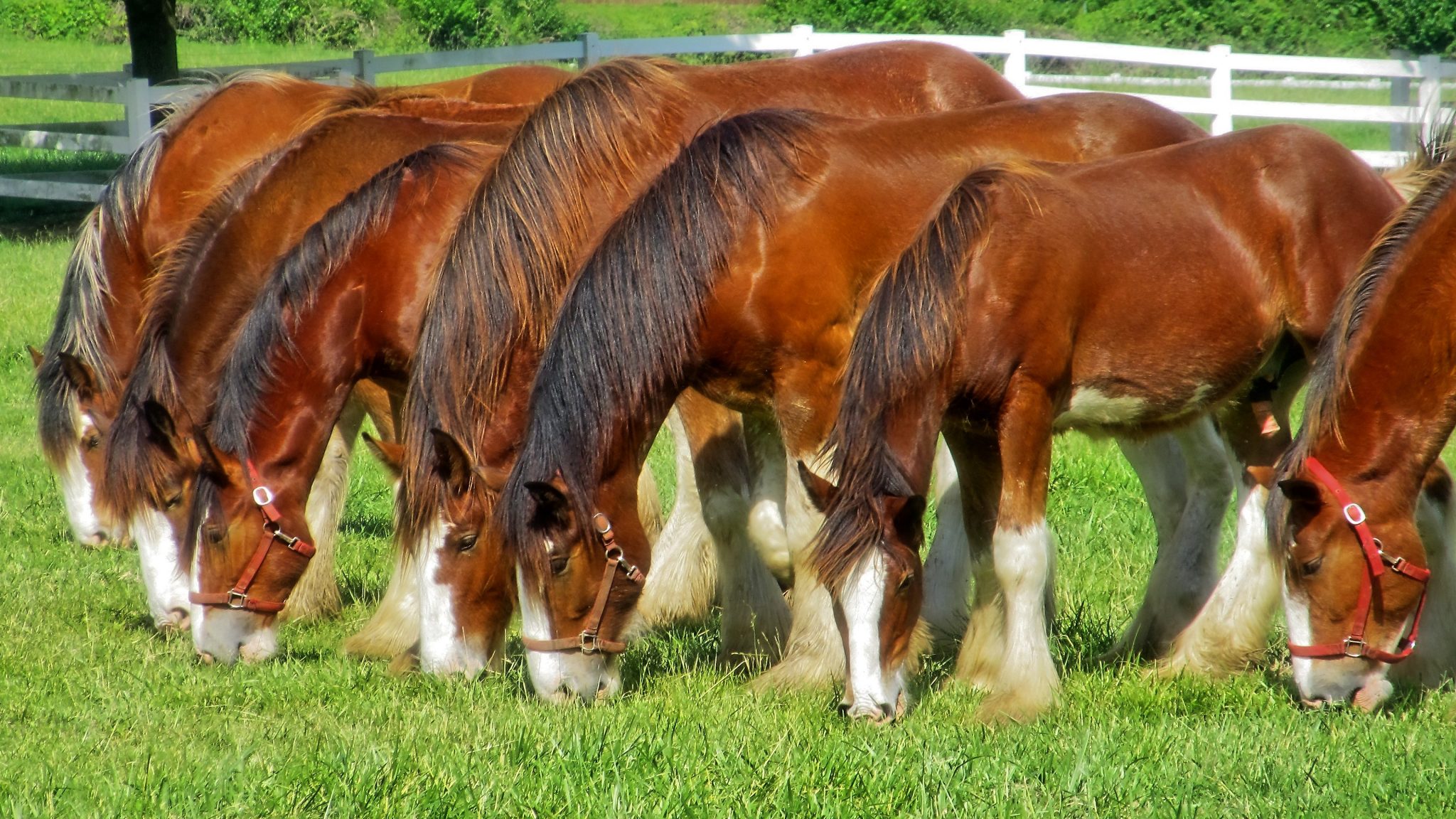 Echte Pferde Bilder Zum Ausdrucken über Bilder Pferde Zum Ausdrucken