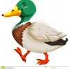 Eine Ente Vektor Abbildung. Illustration Von Getrennt - 53353689 über Zeichnung Ente