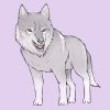 Einen Wolf Zeichnen (Mit Bildern) – Wikihow ganzes Wölfe Zeichnen