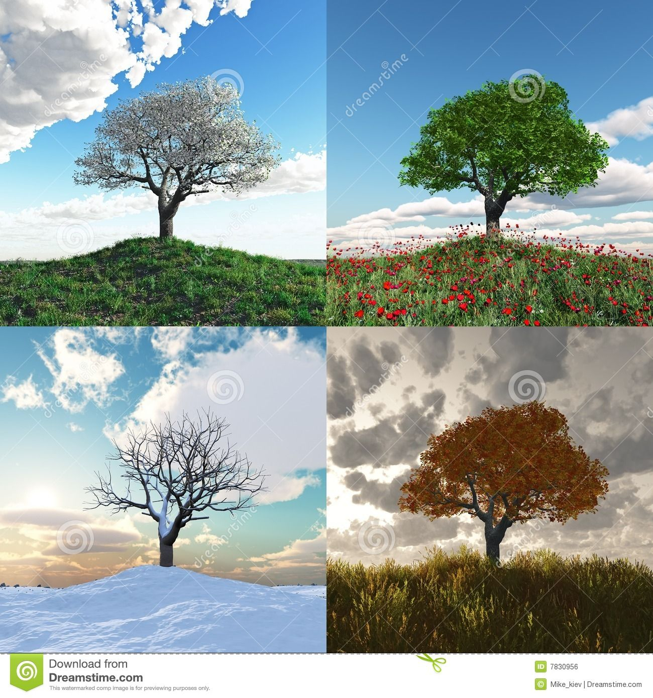 Einsamer Baum Bei Zeitspanne Mit Vier Jahreszeiten - Wählen innen 4 Jahreszeiten Baum