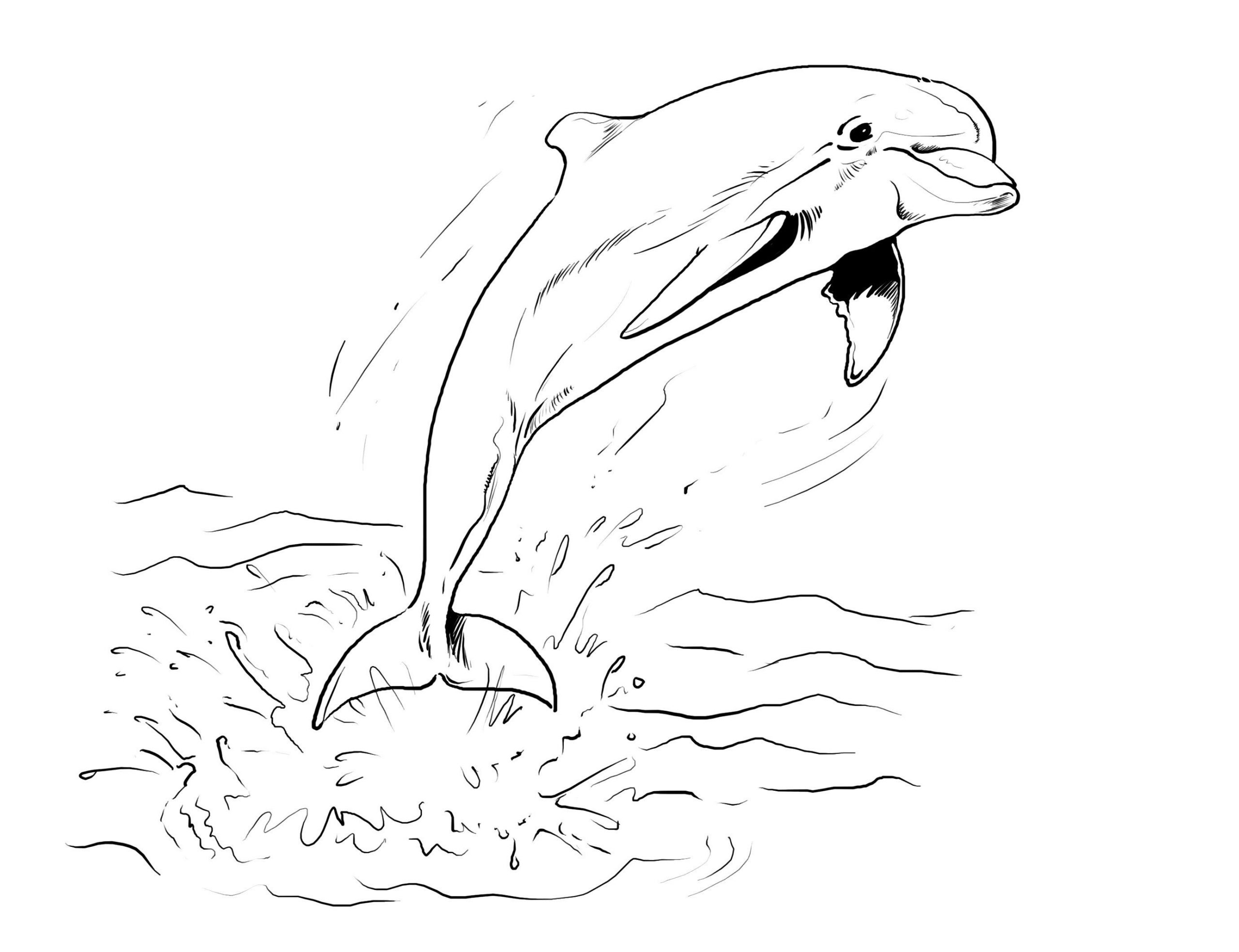 Einzigartig Ausmalbild Delfine | Ausmalen, Ausmalbilder für Delfin Ausmalbild
