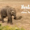 Elefant - Heute Ist Ein Schöner Tag! | Lebensweisheiten ganzes Elefanten Bilder Kostenlos
