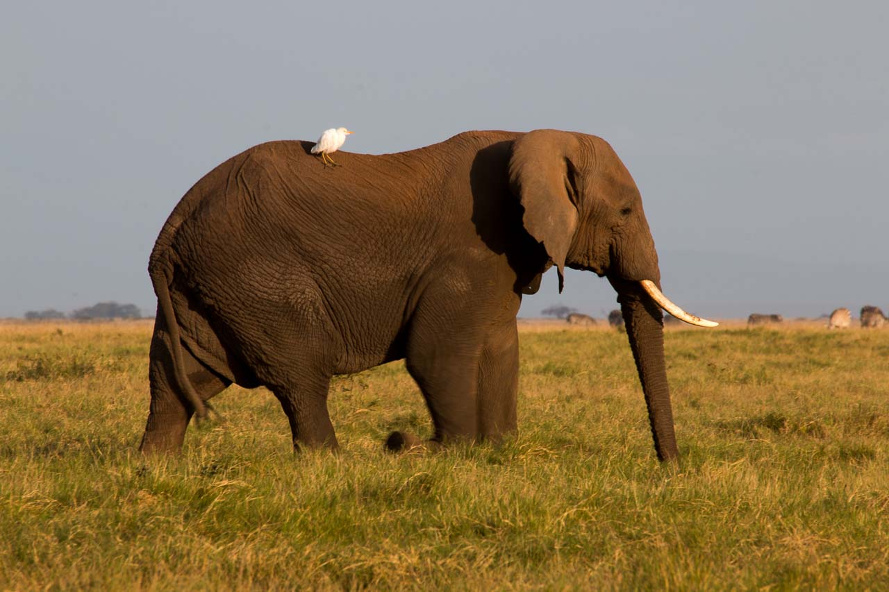 Elefant – Kostenlose Tierbilder bei Elefanten Bilder Kostenlos