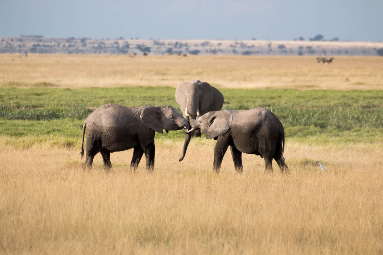 Elefant – Kostenlose Tierbilder für Elefanten Bilder Kostenlos