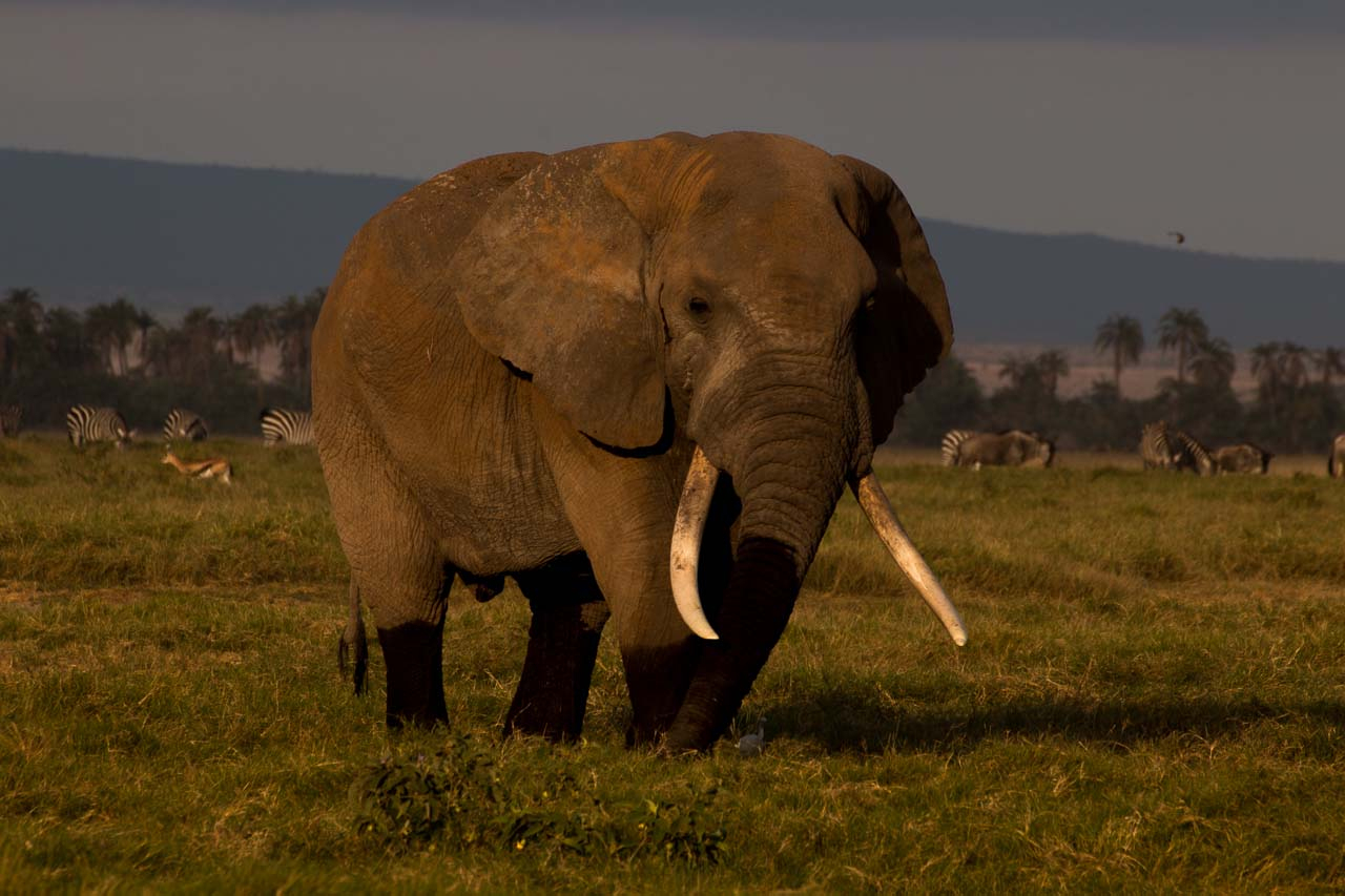 Elefant – Kostenlose Tierbilder mit Elefanten Bilder Kostenlos