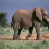 Elefanten Bilder Und Fotos Afrika Namibia Als Wallpaper in Elefanten Bilder Kostenlos