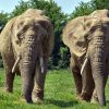 Elefanten Hintergrundbilder Gratis mit Elefanten Bilder Kostenlos