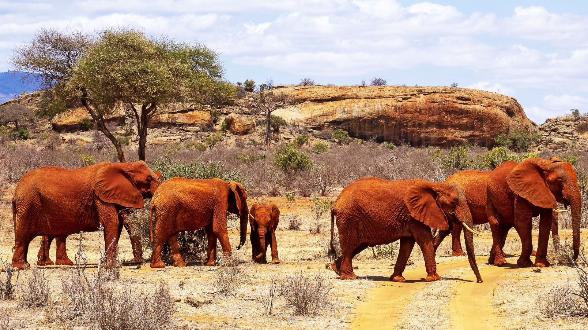 Elefanten Hintergrundbilder Kostenlos in Elefanten Bilder Kostenlos