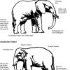 Elefanten. Vortragsdossier Des Wwf Schweiz - Pdf bestimmt für Unterschied Afrikanischer Und Indischer Elefant