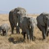 Elefanten – Wikipedia verwandt mit Unterschied Afrikanische Und Indische Elefanten