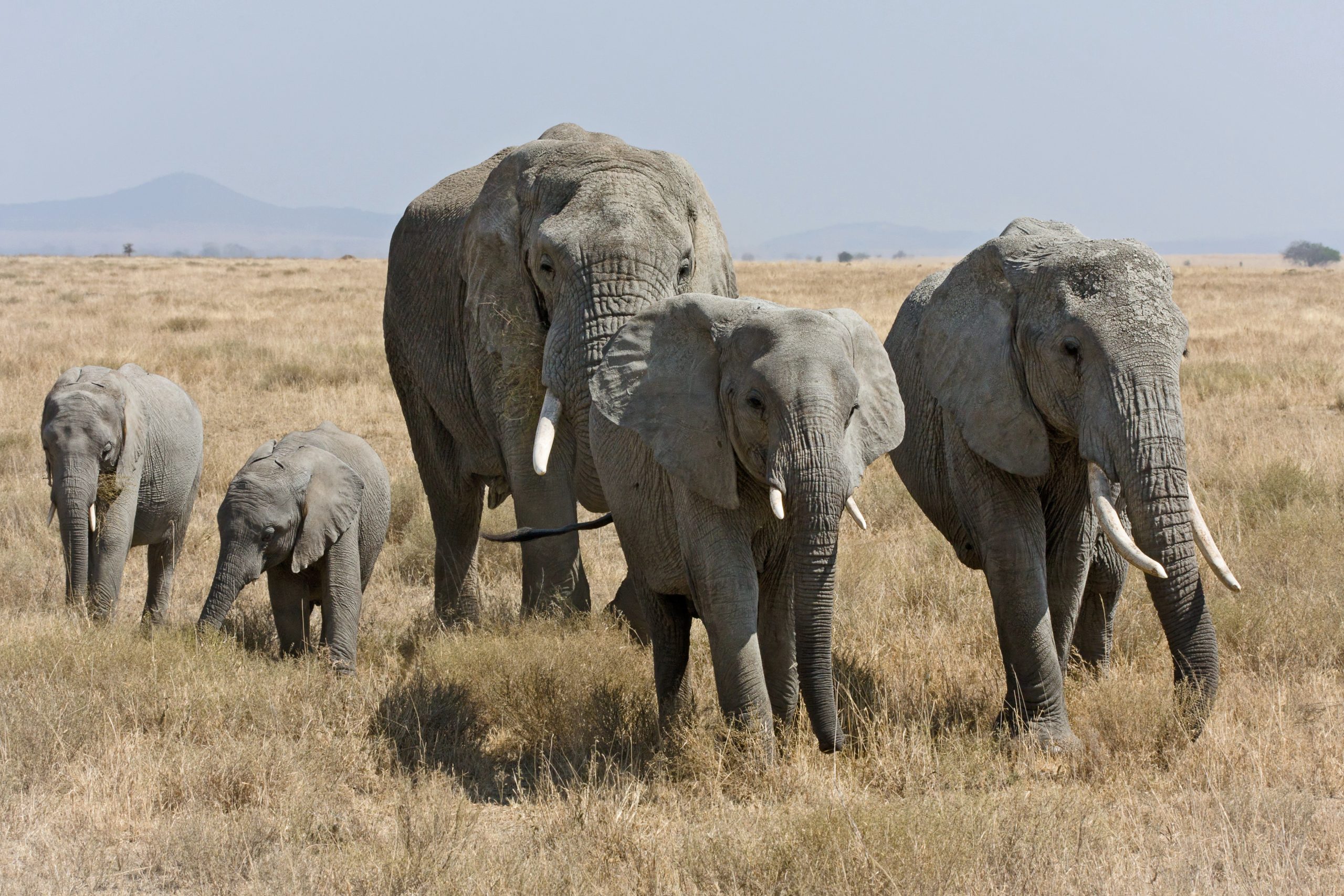 Elefanten – Wikipedia verwandt mit Unterschied Afrikanische Und Indische Elefanten