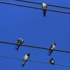 Elektrizität Und Tierbeine: Sind Stromleitungen Für Vögel mit Warum Können Vögel Auf Stromleitungen Sitzen