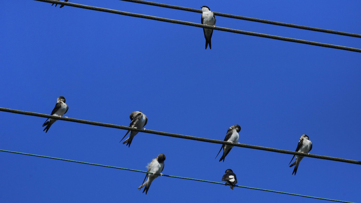 Elektrizität Und Tierbeine: Sind Stromleitungen Für Vögel mit Warum Können Vögel Auf Stromleitungen Sitzen