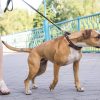 Experten-Tipps: Warum Hunde An Der Leine Ziehen Und Wie Sie bei Hund Zieht Stark An Der Leine Was Tun