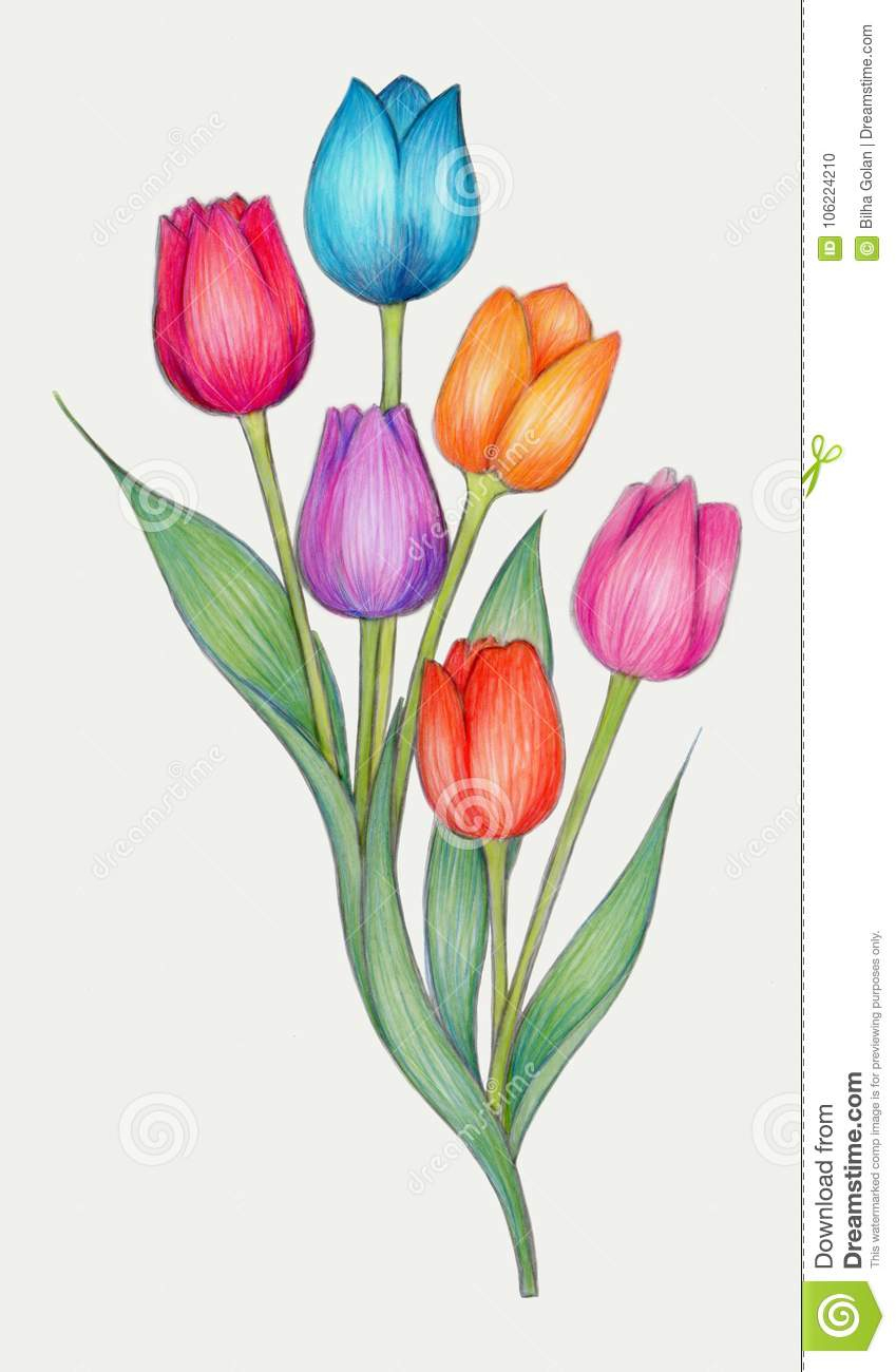 Farbige Bleistift-Zeichnung Von Tulpen Stock Abbildung innen Tulpe Zeichnen