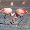 Flamingos – Wikipedia in Warum Stehen Flamingos Auf Einem Bein