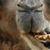 Frankfurt Zoo: Einsames Kamel Bekommt Neue Gefährtin | Frankfurt mit Wie Lange Können Kamele Ohne Wasser Auskommen