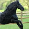 Frederik The Great , Friesian Horse @nickypastoor. Does This verwandt mit Pferde Bilder Kostenlos Herunterladen