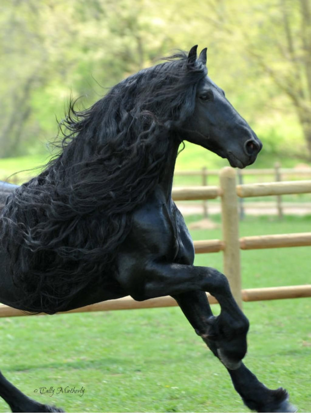 Frederik The Great , Friesian Horse @nickypastoor. Does This verwandt mit Pferde Bilder Kostenlos Herunterladen