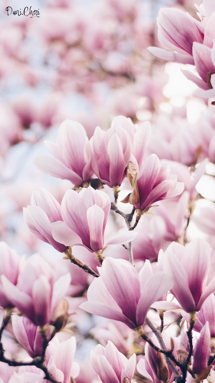 Free Download: Spring Flower Wallpaper ♥ Kostenlose bestimmt für Blumenbilder Kostenlos