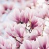 Free Download: Spring Flower Wallpaper ♥ Kostenlose für Blumen Hintergrundbilder Kostenlos