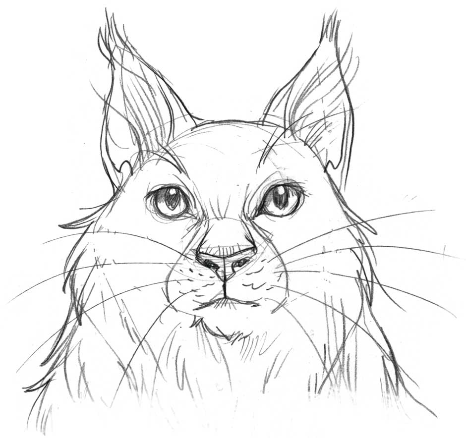 Frischbeute: Katzenzeichnen Und Mehr » Warrior Cats ganzes Katzengesicht Zeichnen