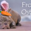 Frohe Ostern!&quot; Whatsapp-Grüße: Bilder An Familie Und Freunde bestimmt für Ostern Bilder Lustig Kostenlos