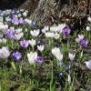 Fruehling | Bilder Blog - Part 2 verwandt mit Frühlingsbilder Kostenlos Downloaden