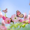 Frühling, Rosa Blumen, Schmetterlinge, Blauer Himmel mit Hintergrundbilder Blumen Und Schmetterlinge