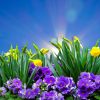 Frühlingsfotos Gratis ganzes Frühlingsbilder Kostenlos Downloaden