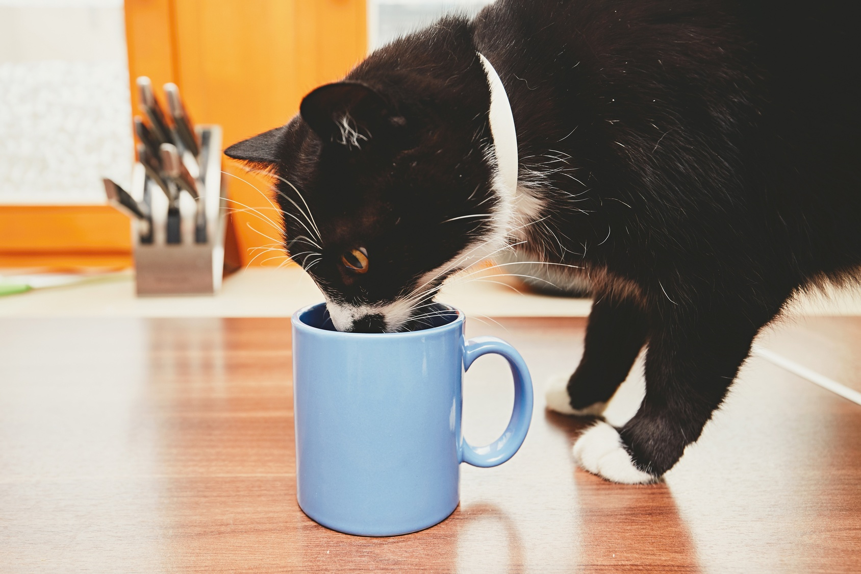Gefährliche Lebensmittel Für Katzen - Was Dürfen Katzen über Was Passiert Wenn Katzen Alkohol Trinken