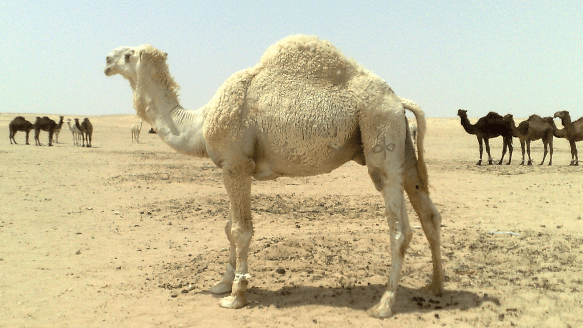 Genetische Anpassung: Wie Das Kamel Sich An Die Wüste über Wie Lange Können Kamele Ohne Wasser Auskommen