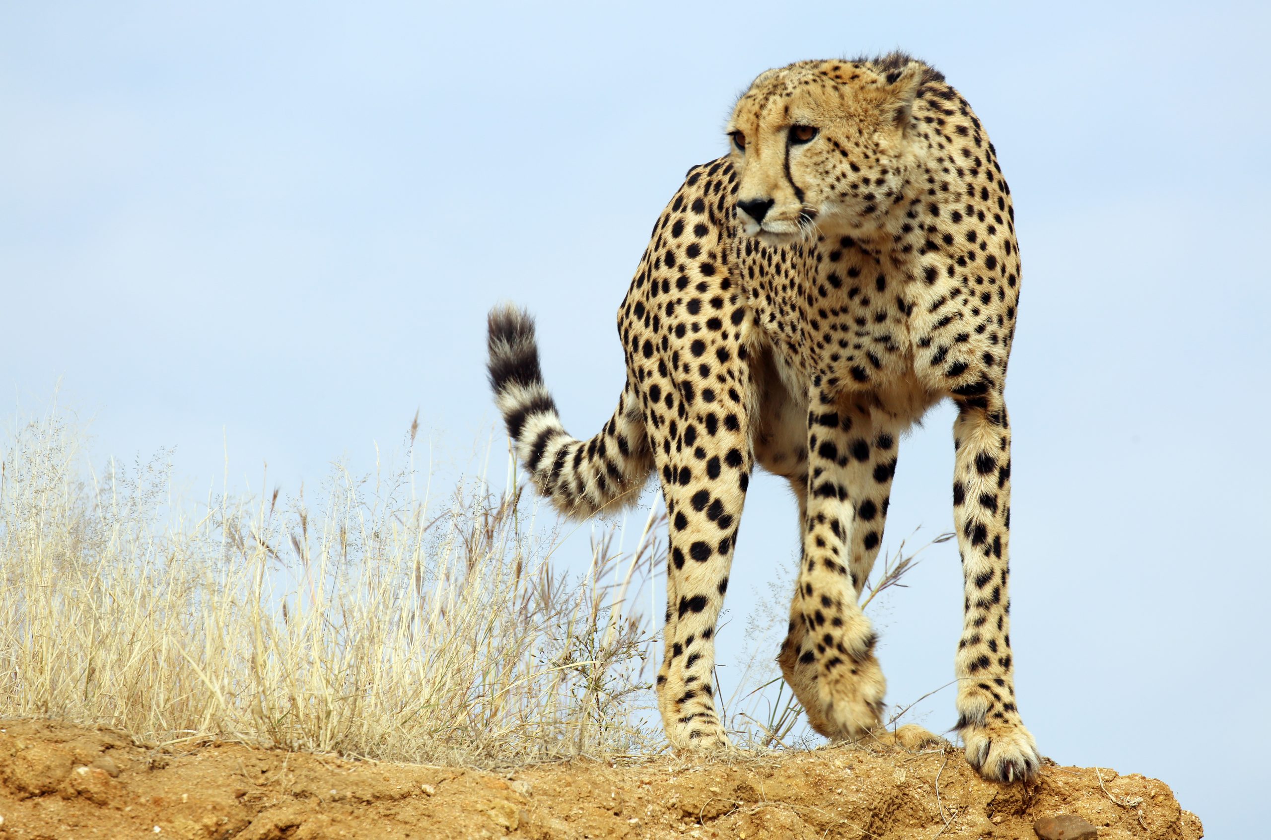 Gepard – Wikipedia innen Was Ist Das Schnellste Tier Der Welt