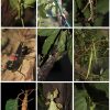 Gespenstschrecken – Wikipedia bestimmt für Stabheuschrecken Fortpflanzung