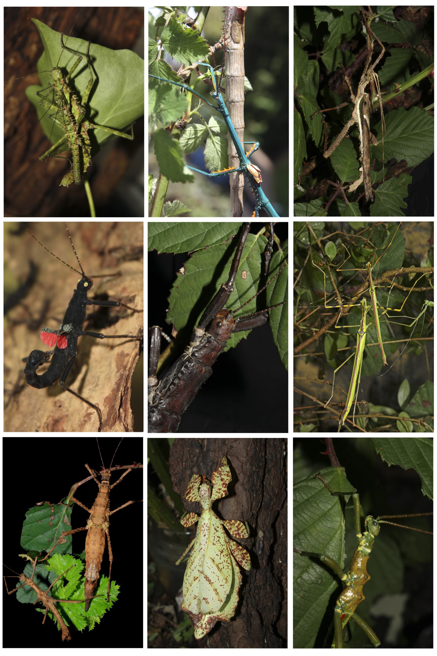 Gespenstschrecken – Wikipedia bestimmt für Stabheuschrecken Fortpflanzung