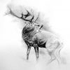 Geweihträger – Jagdmaler Thomas Bold (Mit Bildern ganzes Zeichnen Tiere Vorlagen