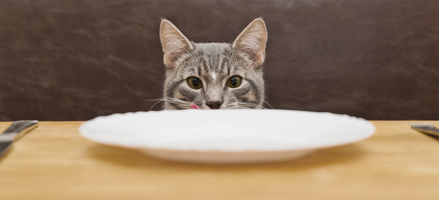 Giftig Für Katzen: Was Dürfen Katzen Fressen Und Was Nicht bei Was Passiert Wenn Katzen Alkohol Trinken